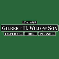 Gilbert H Wild
