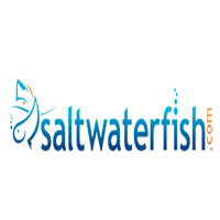 Anemone Crab White Only For $23 SaltwaterFish