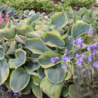 Frances Williams â€“ Tall Hosta